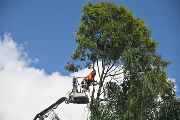 Best Commercial Tree Services  in Breaux Bridge, LA