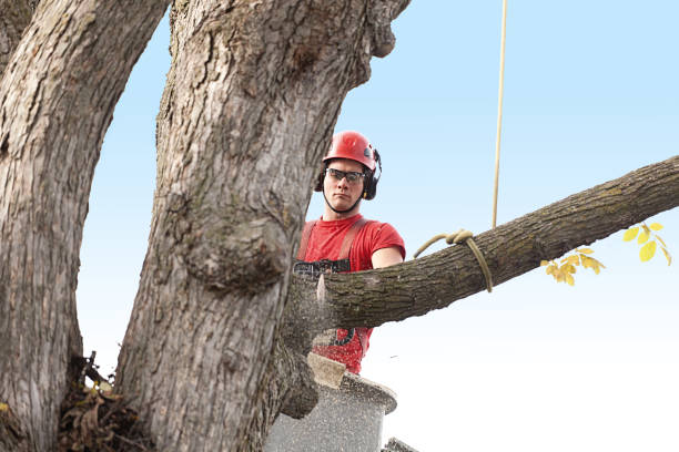 Best Hazardous Tree Removal  in Breaux Bridge, LA